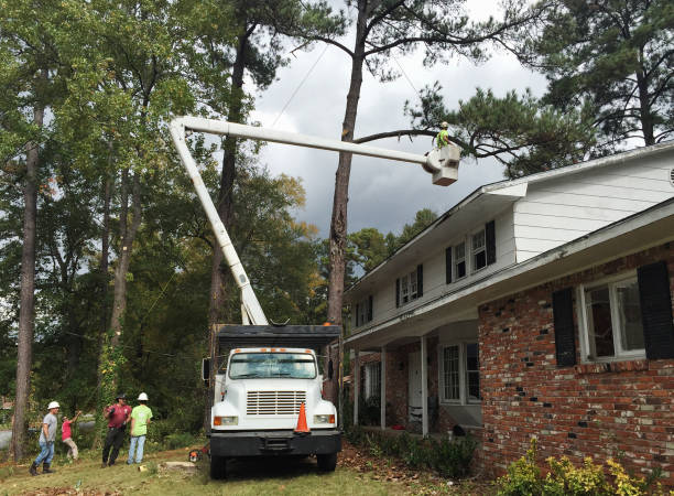 Best Tree Removal  in USA